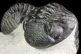 Four Large Pedinopariops Trilobites - Killer Piece! #76395-13